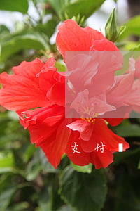 支付寶網(wǎng)商貸跟花唄逾期