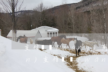 支付寶網(wǎng)商貸逾期9萬(wàn)(支付寶網(wǎng)商貸逾期多久,才算嚴(yán)重)
