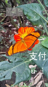 支付寶網(wǎng)商貸逾期一天會(huì)什么后果-支付寶網(wǎng)商貸逾期一天會(huì)什么后果呢