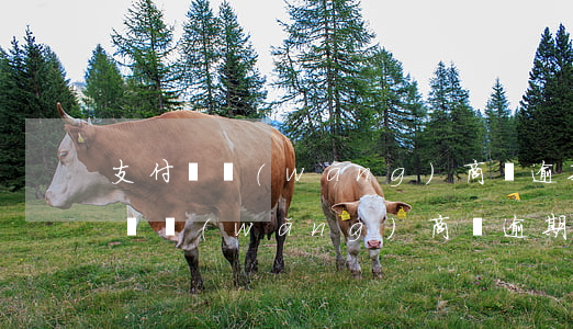 支付寶網(wǎng)商貸逾期了一周(支付寶網(wǎng)商貸逾期一天會(huì)失去信用嗎?)