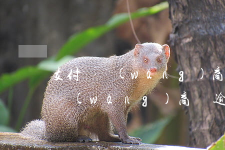 支付寶網(wǎng)商貸逾期兩次(支付寶網(wǎng)商貸逾期兩次現(xiàn)在現(xiàn)在能不能房貸)