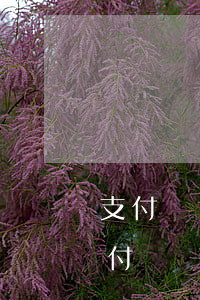 支付寶網(wǎng)約車逾期是啥意思(支付寶網(wǎng)約車逾期是啥意思)