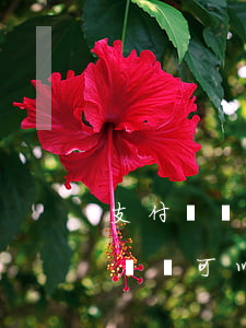 支付寶網(wǎng)貸逾期無(wú)力償還可以減免-支付寶網(wǎng)貸逾期無(wú)力償還可以減免罰息嗎