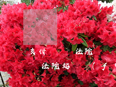 支付寶繳納法院訴訟費(fèi)（支付寶交納法院起訴費(fèi)）