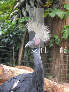 支付寶能否逾期還款（支付寶能否逾期還款）