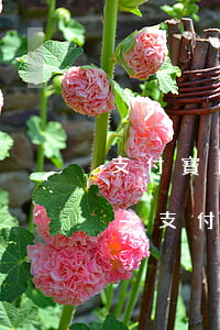 支付寶自動轉(zhuǎn)入和花唄逾期-支付寶自動轉(zhuǎn)入和花唄逾期了