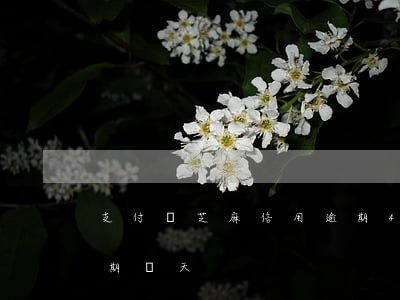 支付寶芝麻信用逾期40天(支付寶信用住逾期幾天)
