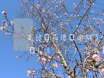 支付寶花借唄逾期了-支付寶花借唄逾期了會(huì)怎么樣嗎