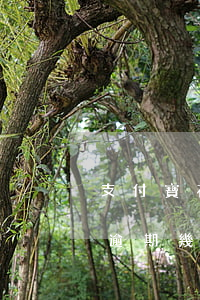 支付寶花吧逾期一天會影響什么(支付寶花唄逾期幾天會有影響嗎)