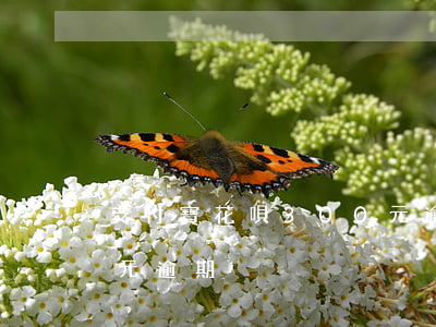 支付寶花唄300元逾期(支付寶花唄300元逾期)