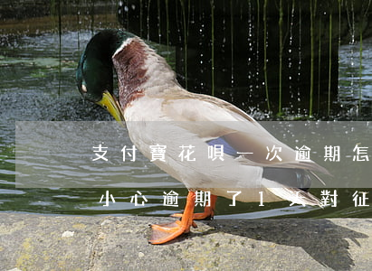 支付寶花唄一次逾期怎么辦-支付寶花唄不小心逾期了1天,對征信有影響嗎
