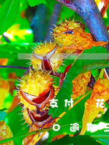 支付寶花唄一萬逾期-欠支付寶花唄1500逾期三四個月