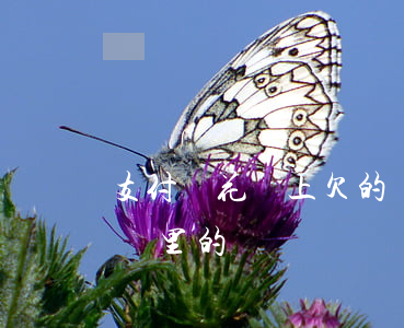 支付寶花唄上欠的錢怎么還(怎么還支付寶花唄里的錢)