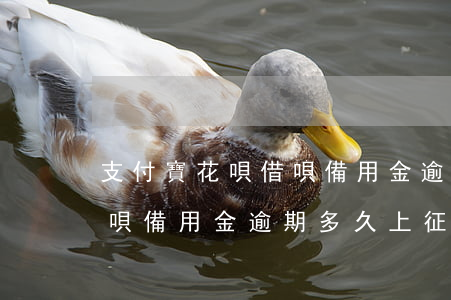 支付寶花唄借唄備用金逾期-支付寶花唄借唄備用金逾期多久上征信