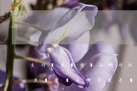 支付寶花唄借唄在哪修改手動還款-支付寶花唄借唄在哪修改手動還款日期