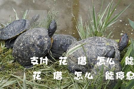 支付寶花唄借唄怎么樣能停息掛賬-支付寶花唄借唄怎么樣能停息掛賬呢