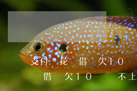 支付寶花唄借唄欠10萬還不上-支付寶花唄借唄欠10萬還不上怎么辦