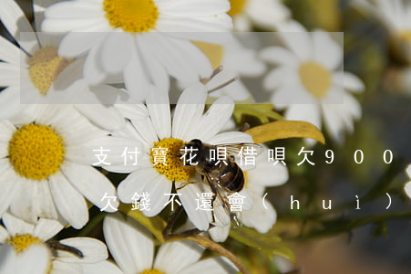 支付寶花唄借唄欠9000(支付寶花唄借唄欠錢不還會(huì)有什么后果)