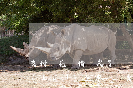 支付寶花唄借唄欠了錢無(wú)力償還會(huì)坐牢嗎-支付寶花唄借唄欠了錢無(wú)力償還怎么辦