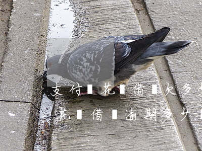 支付寶花唄借唄欠多少就可以起訴-支付寶花唄借唄逾期多少錢會被起訴