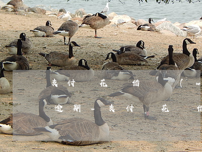 支付寶花唄借唄網(wǎng)商貸10萬逾期-支付寶花唄借唄網(wǎng)商貸10萬逾期怎么辦