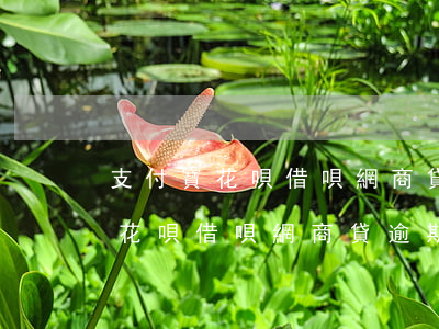 支付寶花唄借唄網商貸逾期怎么辦-支付寶花唄借唄網商貸逾期怎么辦啊