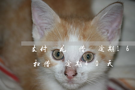 支付寶花唄借唄逾期160天了（支付寶花唄和借唄逾期40天）