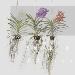 支付寶花唄借唄逾期2千(支付寶花唄借唄逾期了會(huì)怎么樣嗎)