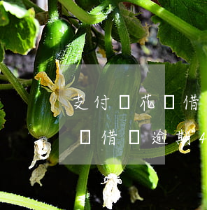 支付寶花唄借唄逾期400多天-支付寶花唄借唄逾期400多天怎么辦