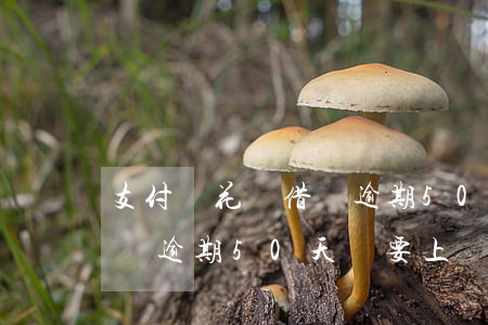 支付寶花唄借唄逾期50天-支付寶花唄借唄逾期50天,說要上門