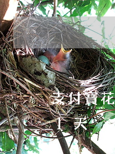 支付寶花唄借唄逾期一周-支付寶借唄逾期1天
