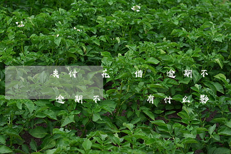 支付寶花唄借唄逾期不還-支付寶花唄借唄逾期不還會有什么影響