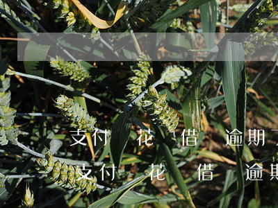 支付寶花唄借唄逾期了能買機(jī)票嗎(支付寶花唄借唄逾期了能買機(jī)票嗎)