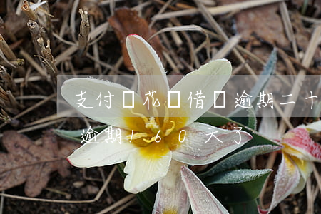 支付寶花唄借唄逾期二十天(支付寶花唄借唄逾期160天了)