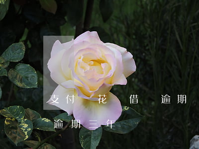 支付寶花唄借唄逾期倆年多 支付寶借唄花唄逾期三年