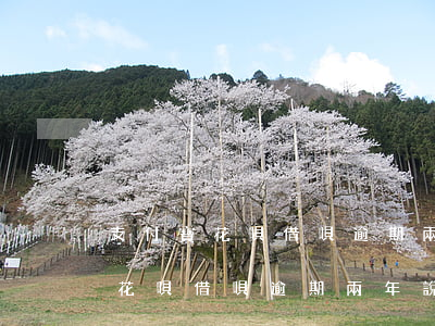 支付寶花唄借唄逾期兩年說要上門-支付寶花唄借唄逾期兩年說要上門是真的嗎