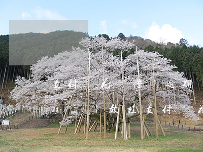 支付寶花唄借唄逾期協(xié)商詳細(xì)教程(支付寶花唄借唄逾期協(xié)商詳細(xì)教程)