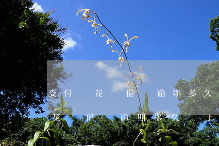 支付寶花唄借唄逾期多久會上征信?-支付寶花唄借唄逾期多久會上征信多久可以消除