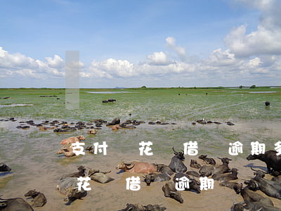 支付寶花唄借唄逾期多少次凍結(jié) 花唄借唄逾期會凍結(jié)支付寶嗎