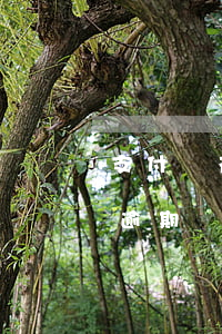 支付寶花唄借唄逾期幾個月(支付寶花唄借唄逾期幾天)