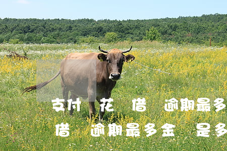 支付寶花唄借唄逾期最多金額-支付寶花唄借唄逾期最多金額是多少