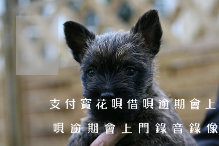 支付寶花唄借唄逾期會上門-支付寶花唄借唄逾期會上門錄音錄像嗎