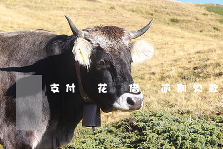 支付寶花唄借唄逾期欠款(螞蟻借唄花唄逾期)
