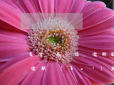 支付寶花唄借唄逾期犯罪么(支付寶花唄借唄逾期會(huì)坐牢嗎)