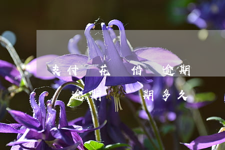 支付寶花唄借唄逾期緩沖期-支付寶花唄借唄逾期緩沖期多久
