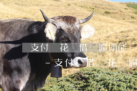 支付寶花唄借唄逾期能協(xié)商減息嗎-支付寶借唄花唄逾期可以協(xié)商減免嗎