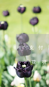支付寶花唄借唄逾期記錄多久消除-支付寶花唄借唄逾期記錄多久消除掉