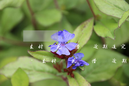 支付寶花唄借唄逾期追究違約責(zé)任-支付寶花唄借唄逾期追究違約責(zé)任嗎