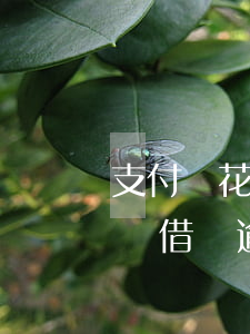 支付寶花唄借唄逾期過(guò)(支付寶花唄借唄逾期過(guò))