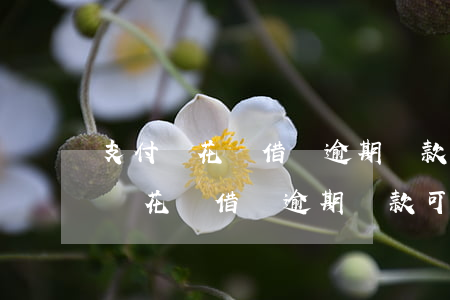 支付寶花唄借唄逾期還款可以減免嗎-支付寶花唄借唄逾期還款可以減免嗎是真的嗎